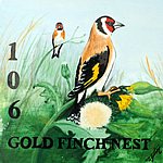 106-gold-finch