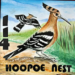 114-hoopoe